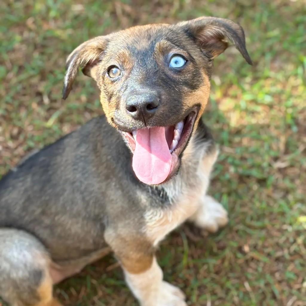 Olivia, cadela de porte pequeno para adoção em Ribeirão Preto - SP — foto 2 de 3