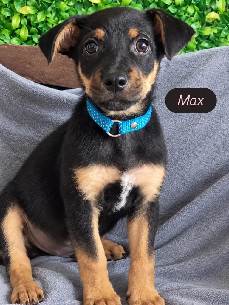 Max, cachorro de porte médio para adoção em Ribeirão Preto - SP