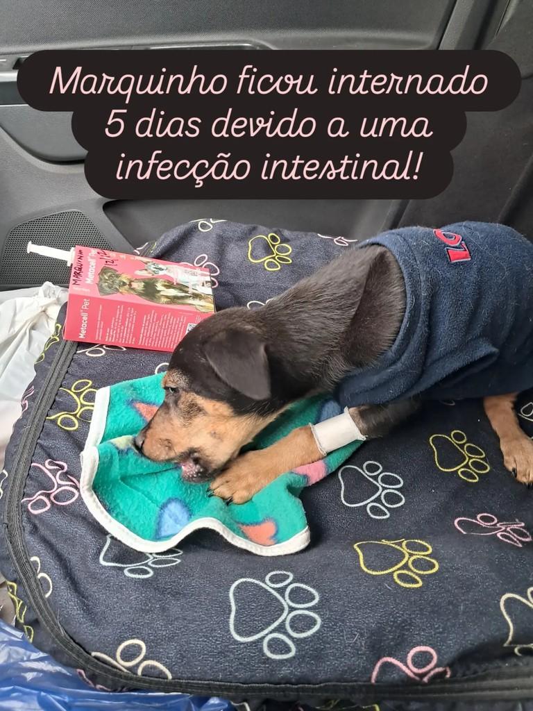 Marquinho, cachorro de porte médio para adoção em Ribeirão Preto - SP