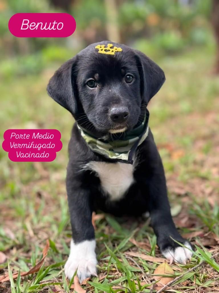 Benuto, cachorro de porte pequeno para adoção em Ribeirão Preto - SP