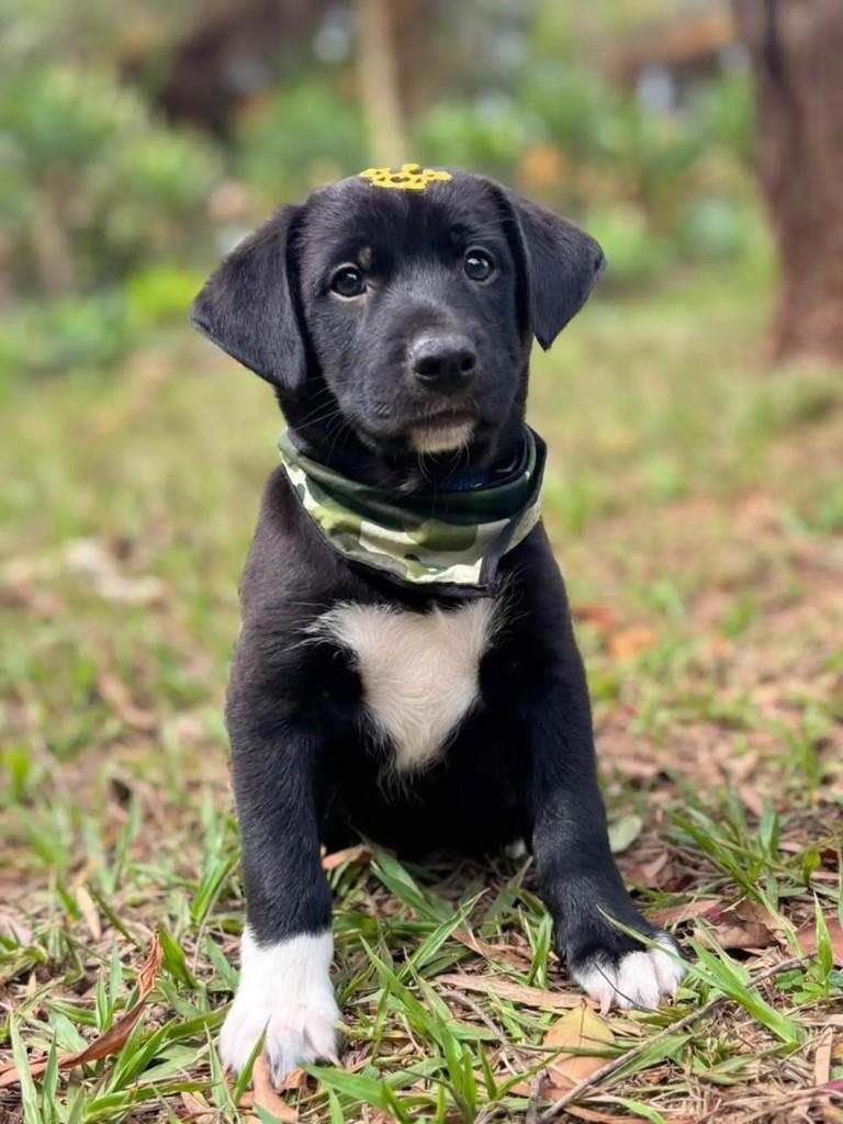 Benuto, cachorro de porte pequeno para adoção em Ribeirão Preto - SP — foto 2 de 4