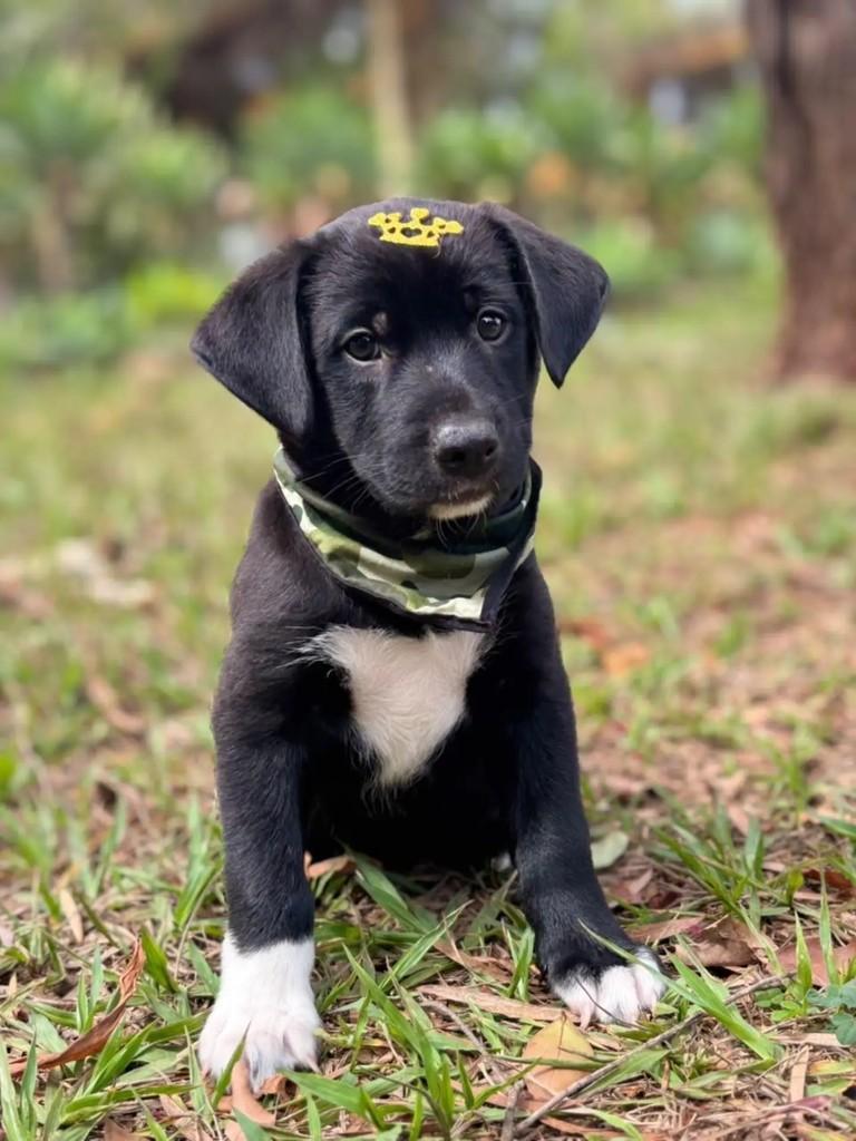 Benuto, cachorro de porte pequeno para adoção em Ribeirão Preto - SP — foto 3 de 4