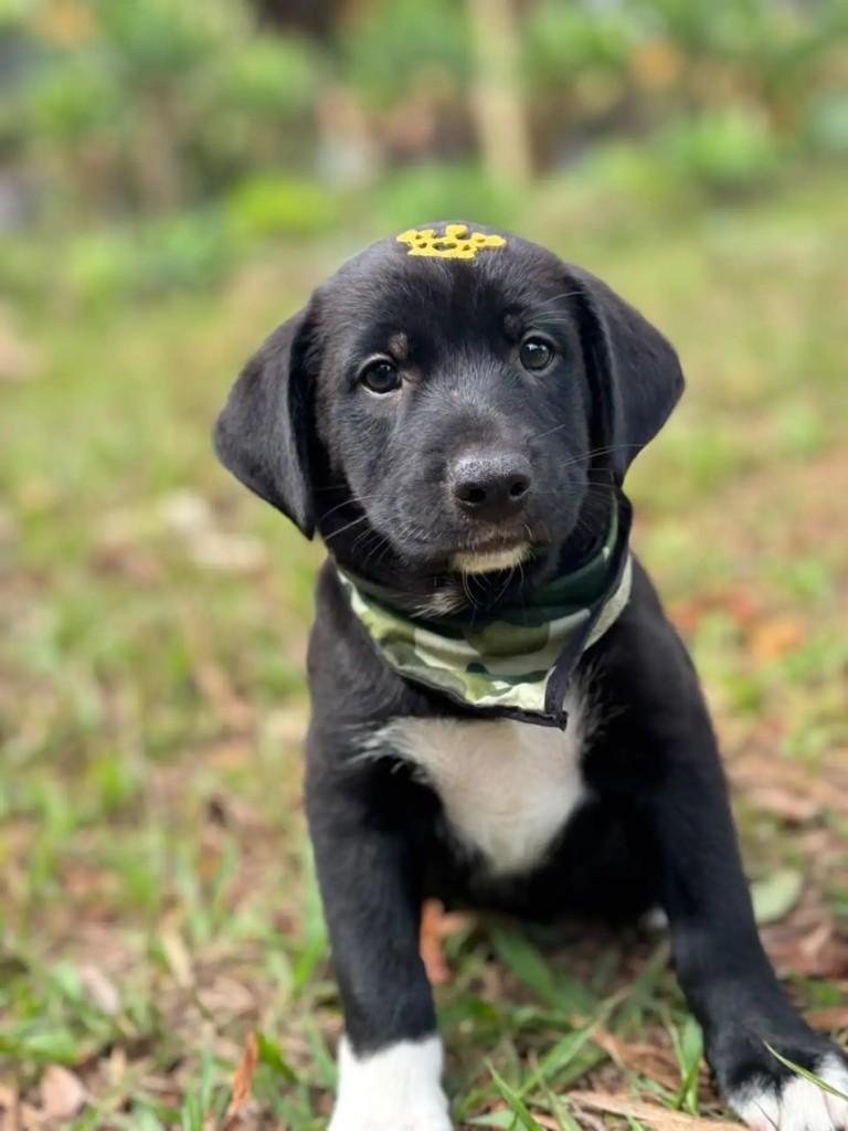 Benuto, cachorro de porte pequeno para adoção em Ribeirão Preto - SP — foto 4 de 4