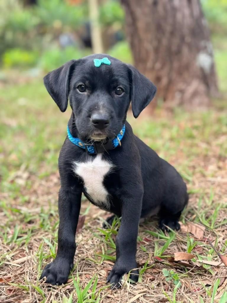 Zé Felipe, cachorro de porte pequeno para adoção em Ribeirão Preto - SP