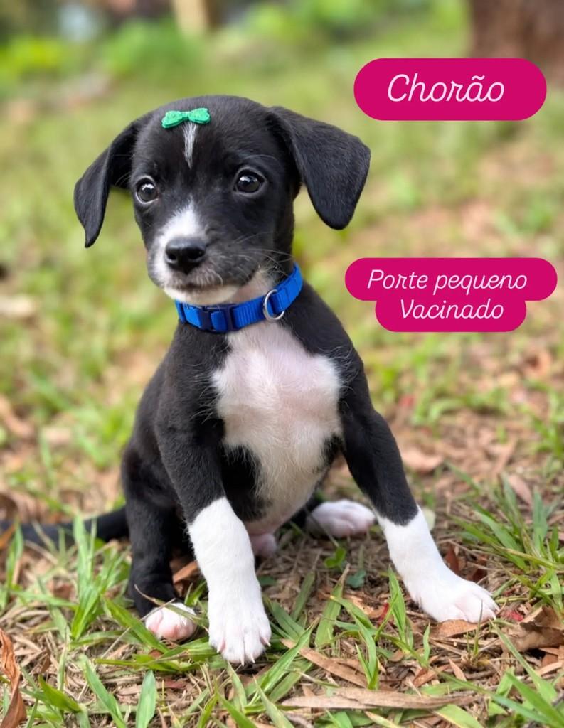 Chorão, cachorro de porte pequeno para adoção em Ribeirão Preto - SP