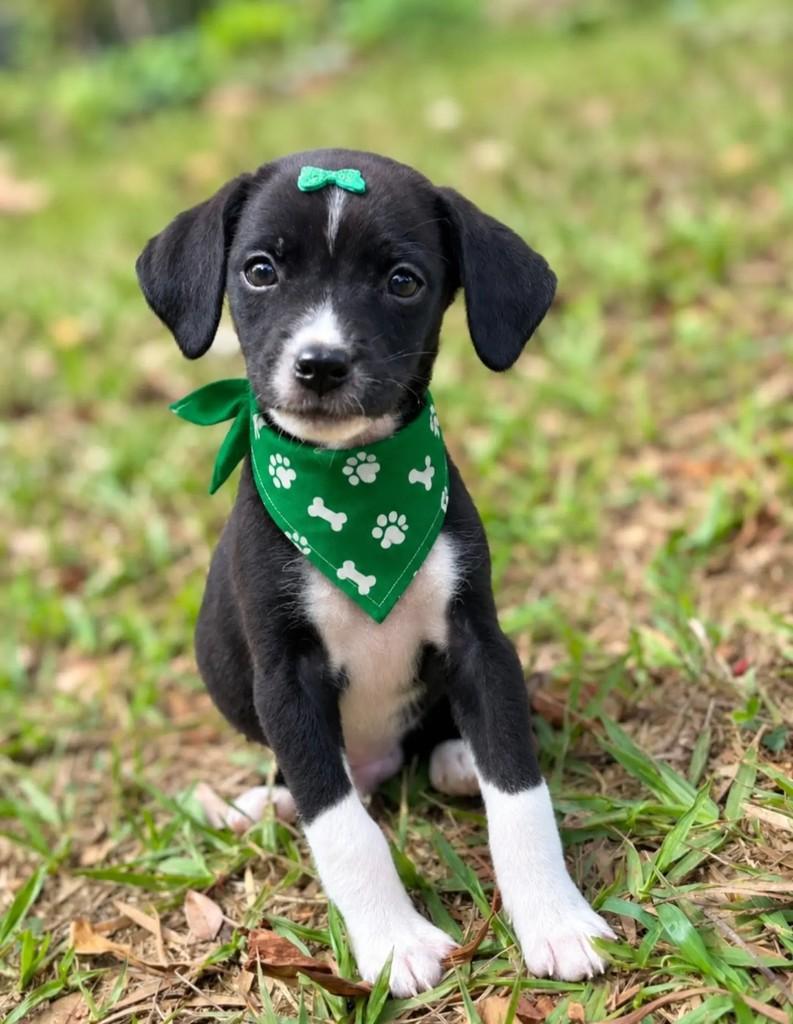 Chorão, cachorro de porte pequeno para adoção em Ribeirão Preto - SP — foto 2 de 3