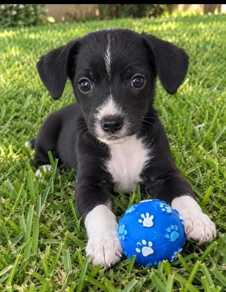 Chorão, cachorro de porte pequeno para adoção em Ribeirão Preto - SP — foto 3 de 3
