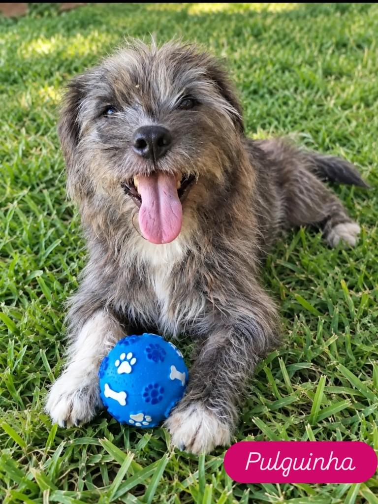 Pulguinha, cachorro de porte pequeno para adoção em Ribeirão Preto - SP