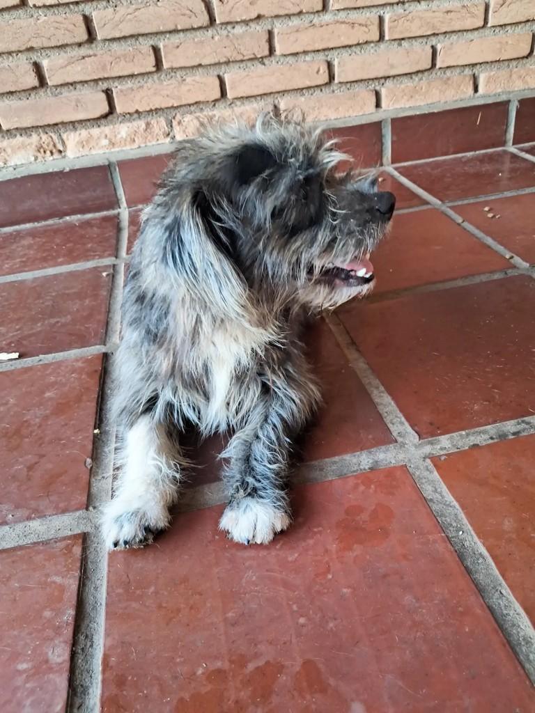 Pulguinha, cachorro de porte pequeno para adoção em Ribeirão Preto - SP — foto 3 de 4