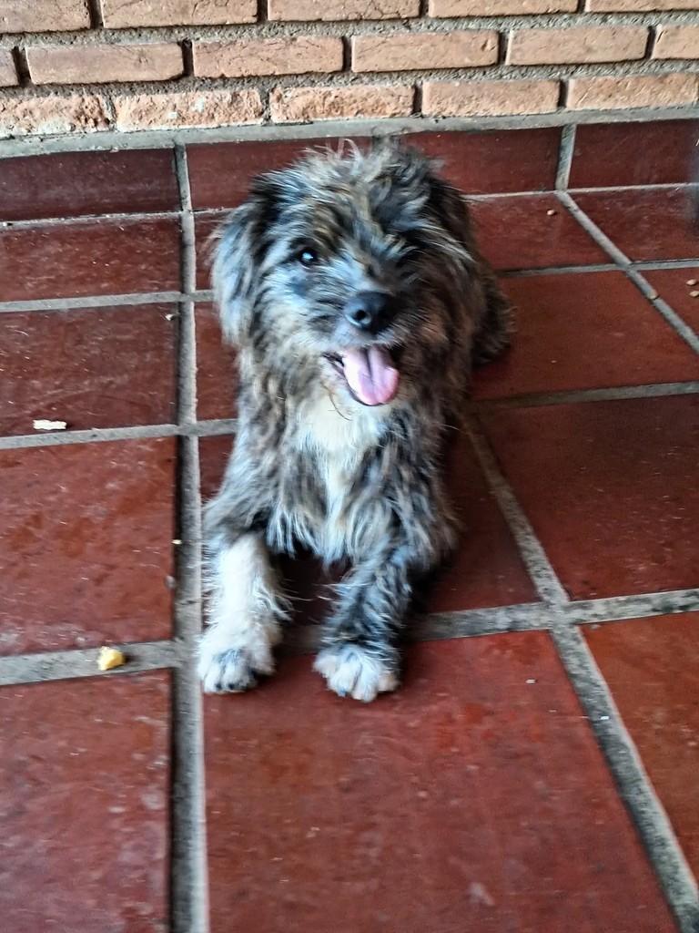 Pulguinha, cachorro de porte pequeno para adoção em Ribeirão Preto - SP — foto 4 de 4