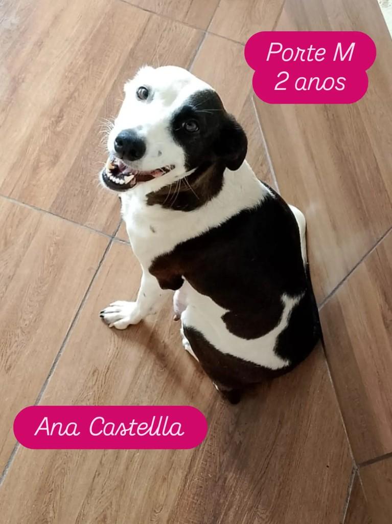 Ana Castella, cadela de porte médio para adoção em Ribeirão Preto - SP