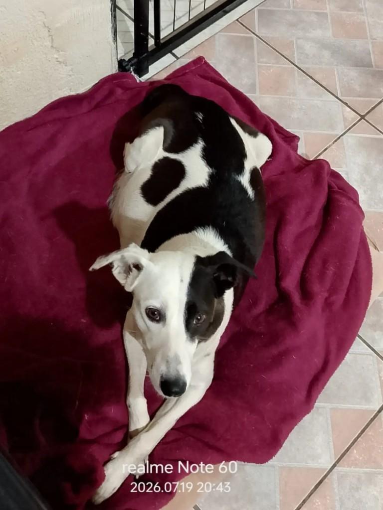 Ana Castella, cadela de porte médio para adoção em Ribeirão Preto - SP — foto 2 de 2