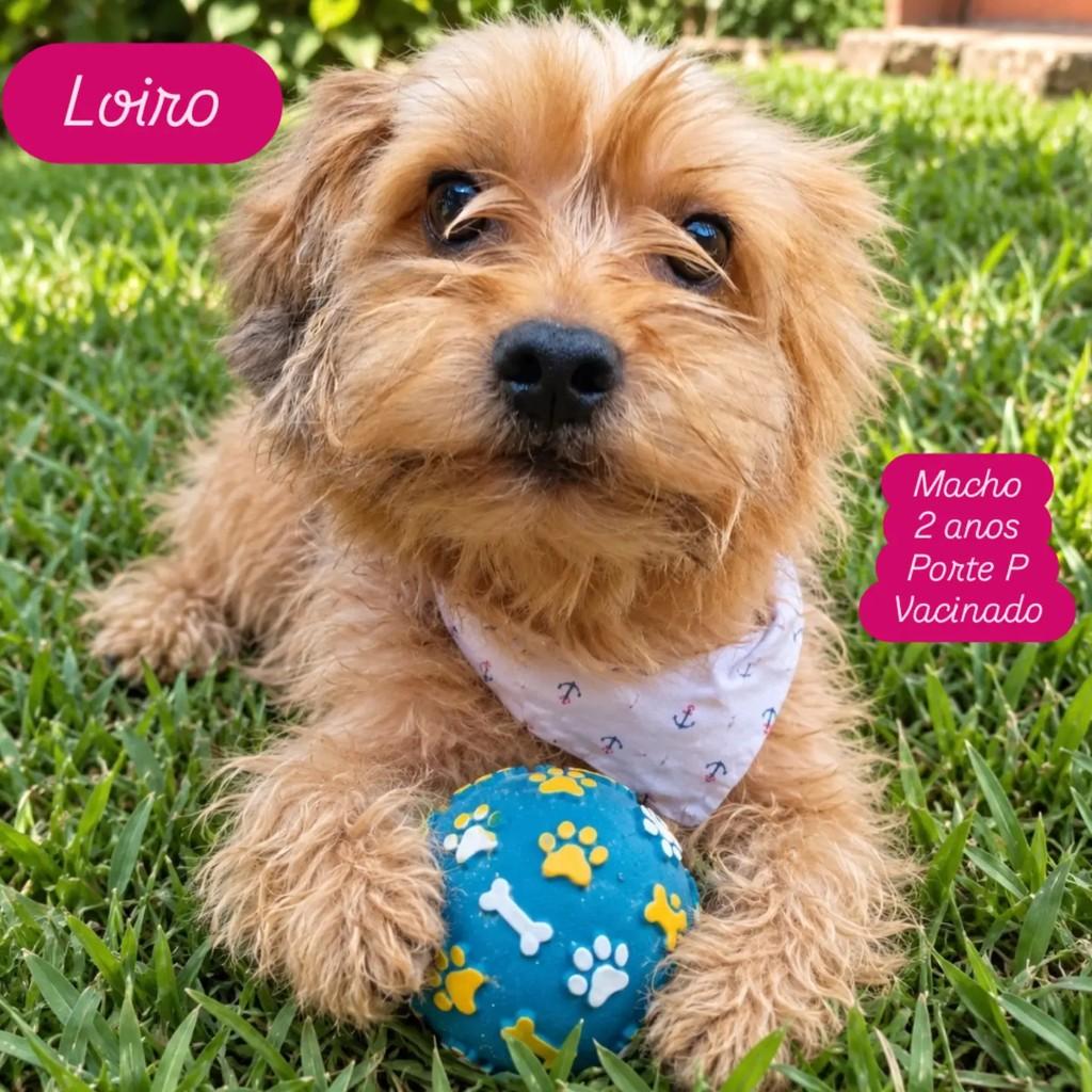 Loiro, cachorro de porte pequeno para adoção em Ribeirão Preto - SP