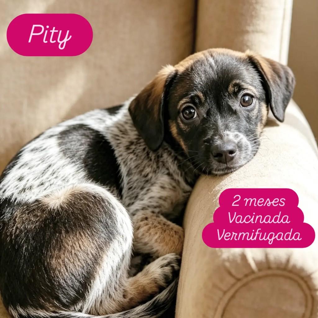 Pity, cachorro de porte pequeno para adoção em Ribeirão Preto - SP