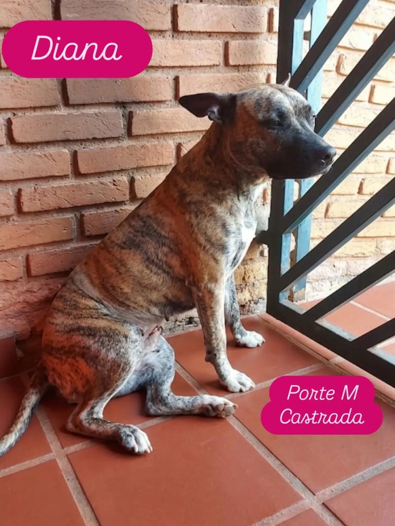 Diana, cadela de porte médio para adoção em Ribeirão Preto - SP