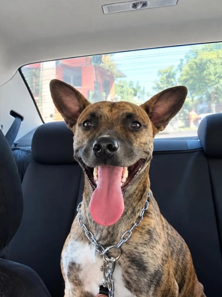 Diana, cadela de porte médio para adoção em Ribeirão Preto - SP — foto 3 de 3