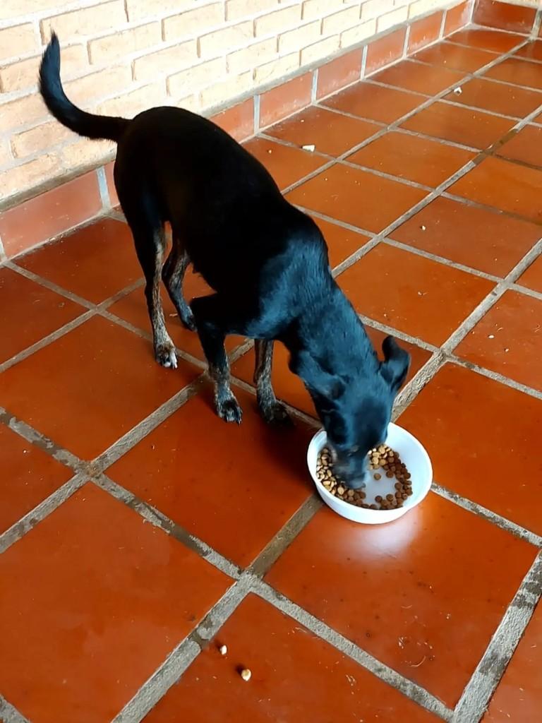 Catarina, cadela de porte pequeno para adoção em Ribeirão Preto - SP — foto 2 de 2