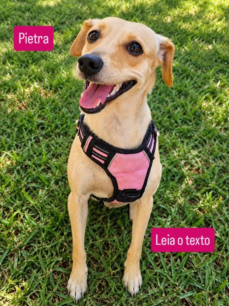 Pietra, cadela de porte pequeno para adoção em Ribeirão Preto - SP