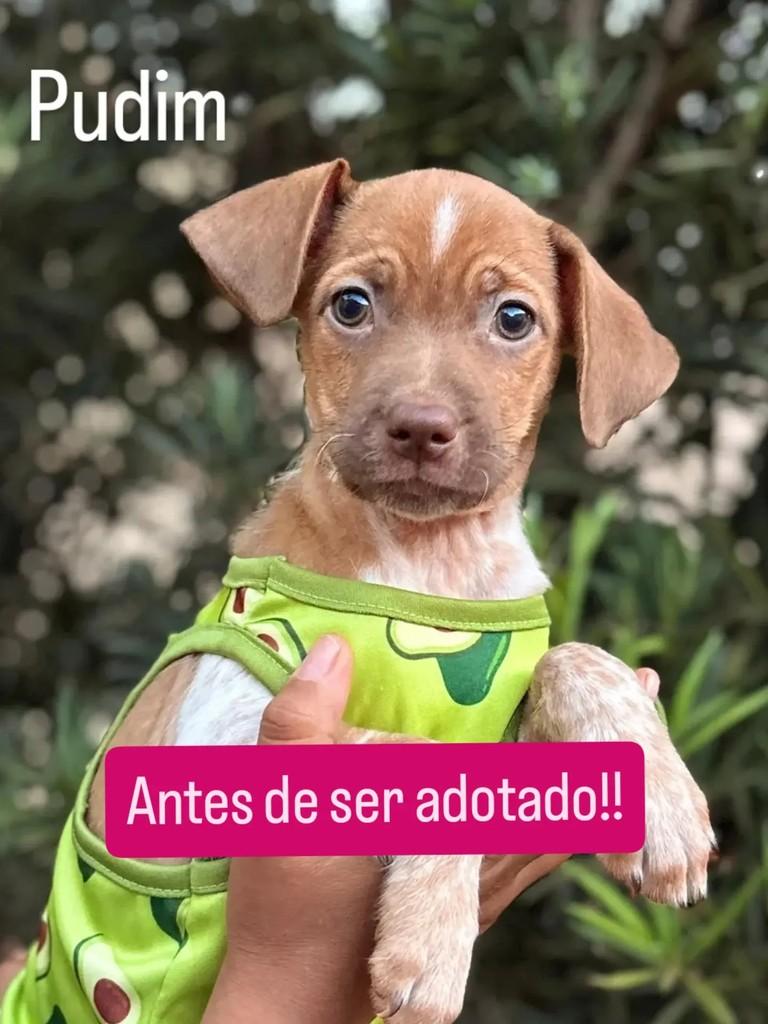 Pudim, cachorro para adoção em Ribeirão Preto - SP — foto 2 de 2