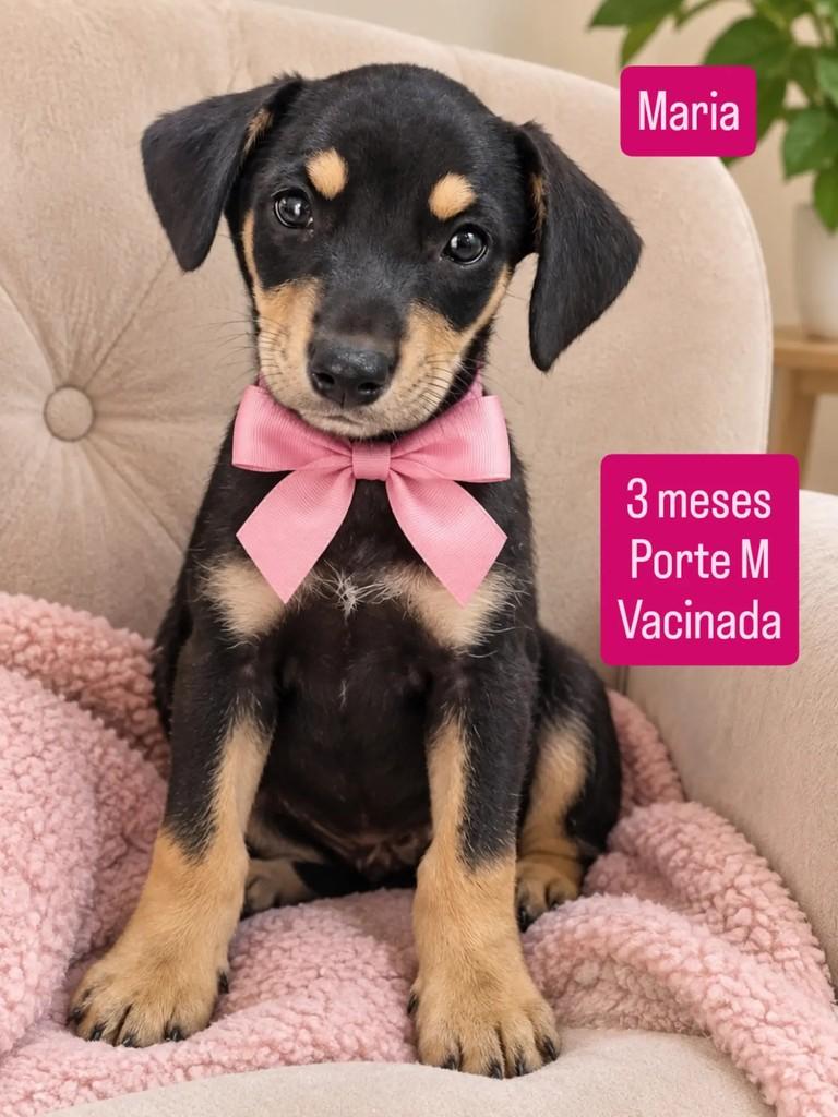 Maria, cadela de porte pequeno para adoção em Ribeirão Preto - SP
