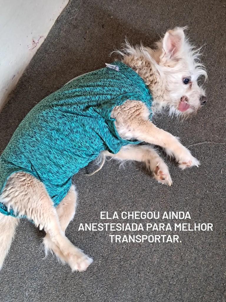 Pretinha, cadela de porte pequeno para adoção em Ribeirão Preto - SP
