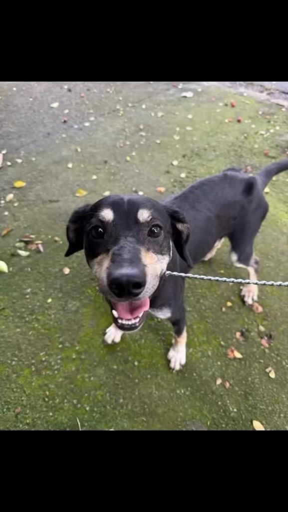 Scooby, cachorro de porte médio para adoção em Campinas - SP