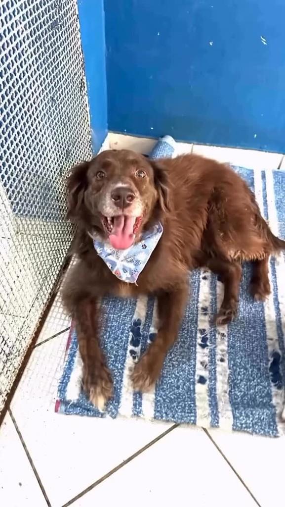 Marrom, cachorro de porte médio para adoção em Campinas - SP
