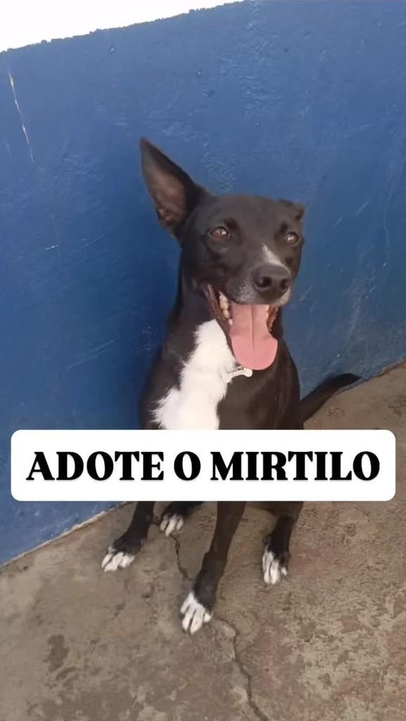 Mirtilo, cachorro de porte médio para adoção em Campinas - SP