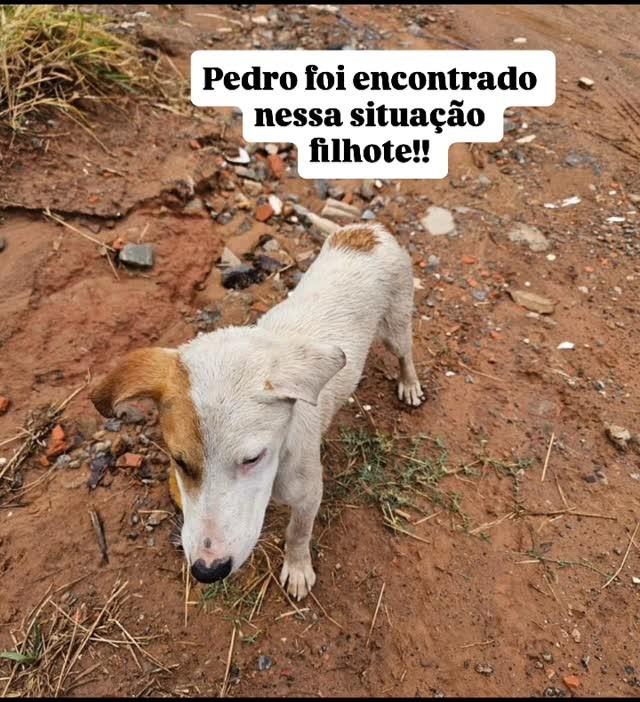 Pedro, cachorro de porte médio para adoção em Campinas - SP