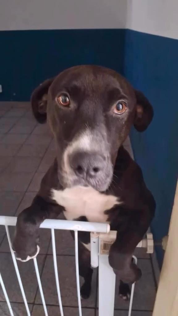 Arthur, cachorro de porte médio para adoção em Campinas - SP