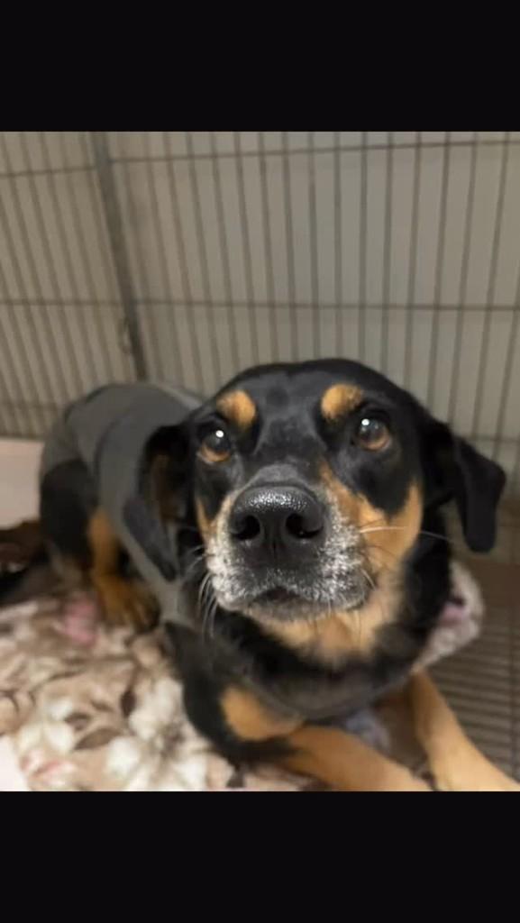 Jade, cachorro de porte médio para adoção em Campinas - SP