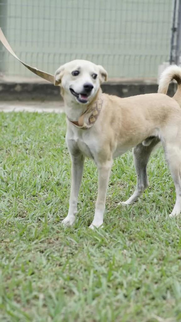 Greg, cachorro de porte pequeno para adoção em Campinas - SP