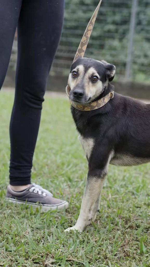 Lilico, cachorro de porte médio para adoção em Campinas - SP