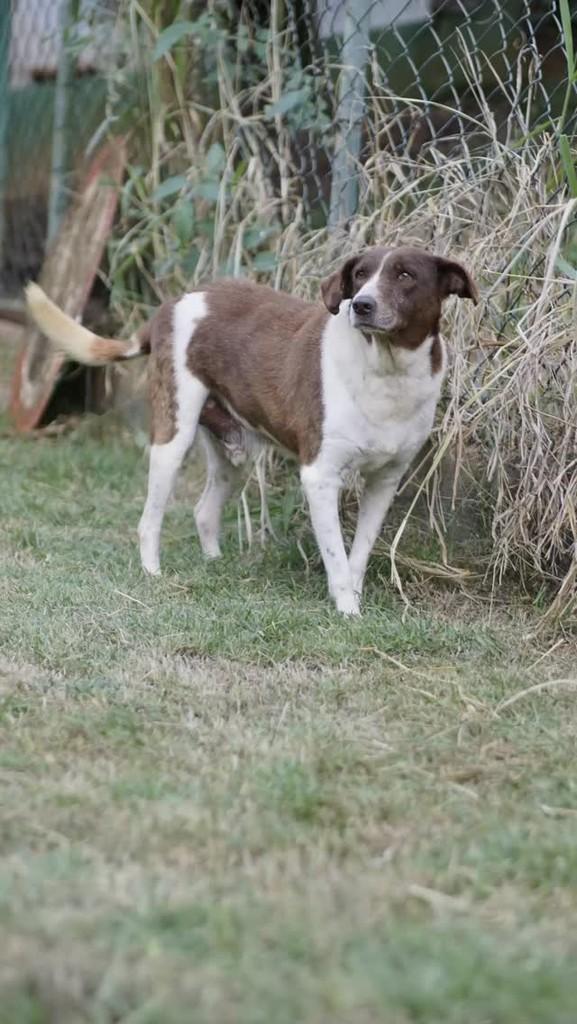 Gonçalo, cachorro de porte médio para adoção em Campinas - SP