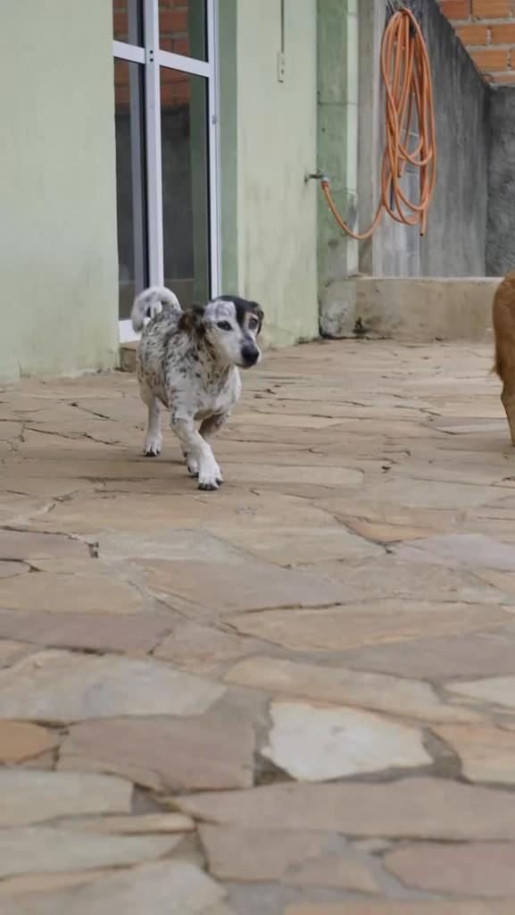Snoop, cachorro de porte médio para adoção em Campinas - SP