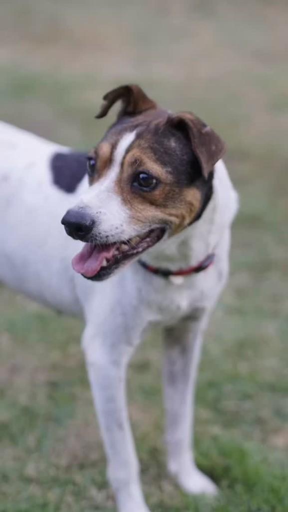Martin, cachorro de porte pequeno para adoção em Campinas - SP