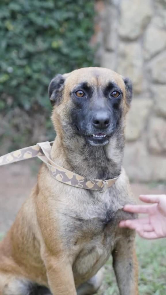 Monique, cadela de porte médio para adoção em Campinas - SP