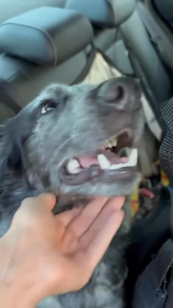 Blue, cachorro de porte médio para adoção em Campinas - SP