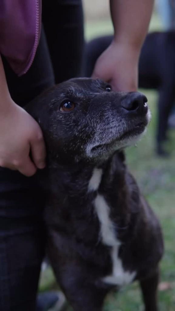 Caju, cachorro de porte médio para adoção em Campinas - SP