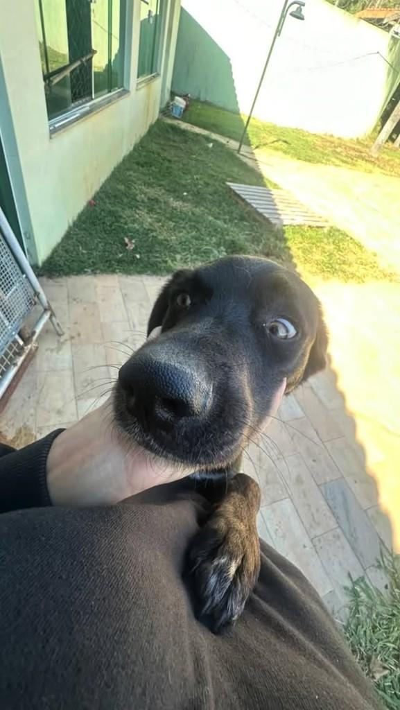 Negão, cachorro para adoção em Campinas - SP