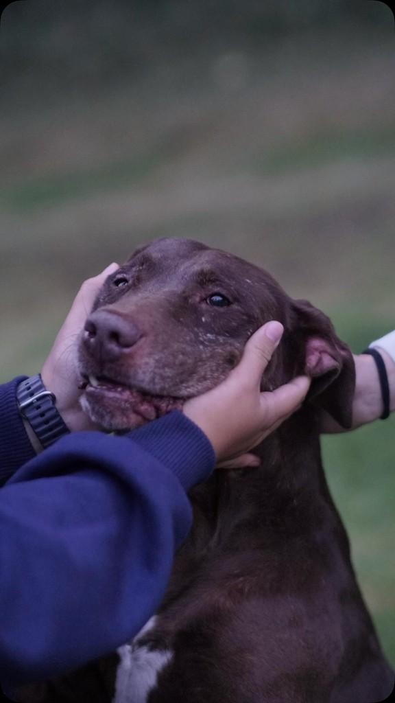 Thanus, cachorro de porte médio para adoção em Campinas - SP