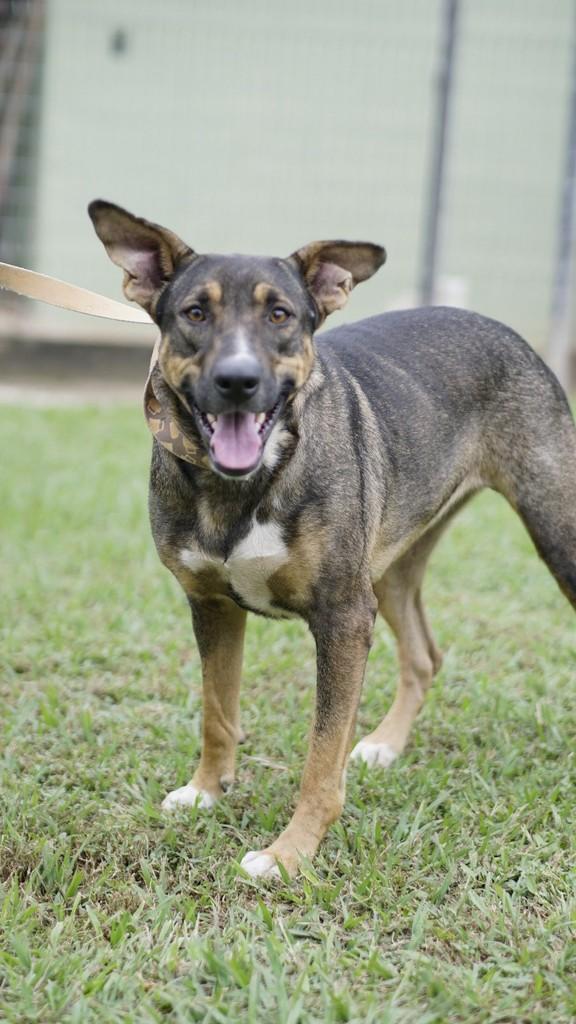 Flor, cachorro de porte médio para adoção em Campinas - SP