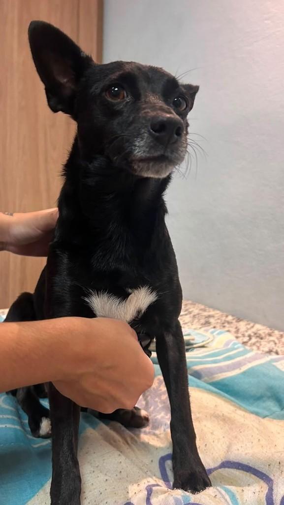 Pretinha, cadela de porte pequeno para adoção em Campinas - SP
