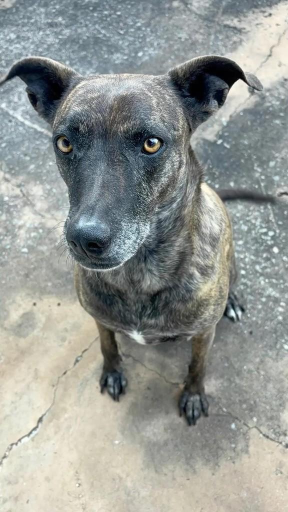 Betania, cachorro de porte médio para adoção em Campinas - SP