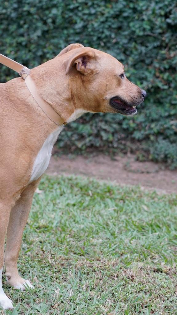 Thobias, cachorro de porte médio para adoção em Campinas - SP