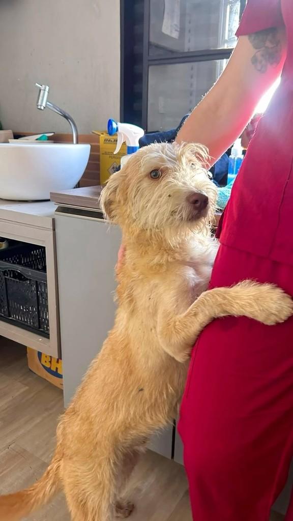 Bisnaga, cachorro de porte médio para adoção em Campinas - SP