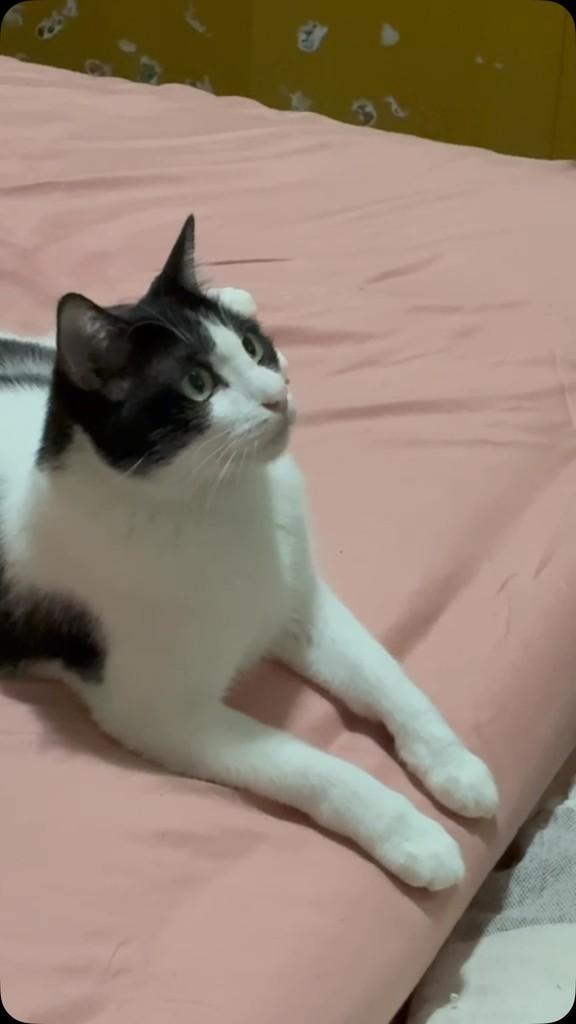 Dominique, gato de porte médio para adoção em Campinas - SP