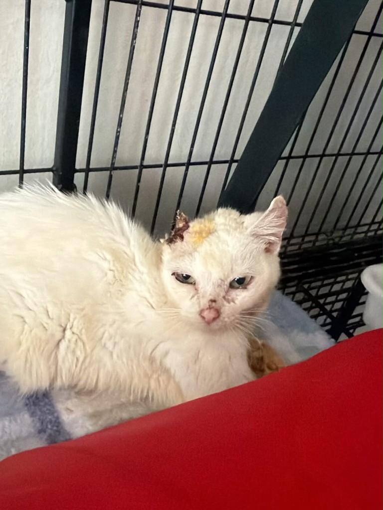 Mingau, gato de porte pequeno para adoção em Campinas - SP