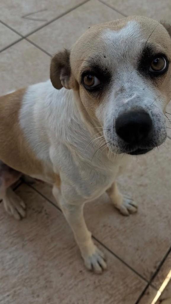 Luck, cachorro de porte médio para adoção em Campinas - SP