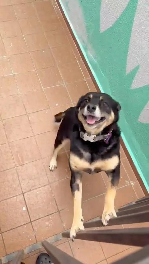 July, cadela de porte pequeno para adoção em Campinas - SP